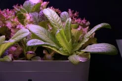 Others Gardening Supplies Dual Function Intelligent Seed Planter 12s