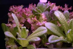 Others Gardening Supplies Dual Function Intelligent Seed Planter 12s