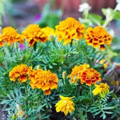 Steve & Leif Gardening Supplies Two-Tone French Marigold Seeds