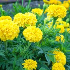 Steve & Leif Yellow French Marigold Seeds Gardening Supplies