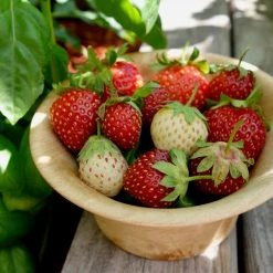 Steve & Leif Strawberry Seeds Gardening Supplies