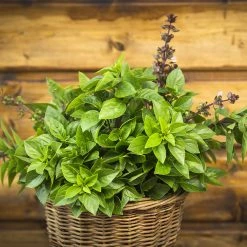 Steve & Leif Gardening Supplies Thai Basil Seeds 7 Steve & Leif Gardening Supplies Thai Basil Seeds