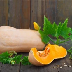 Steve & Leif Butternut Squash Seeds Gardening Supplies