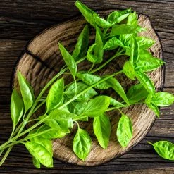 Steve & Leif Basil Seeds Gardening Supplies