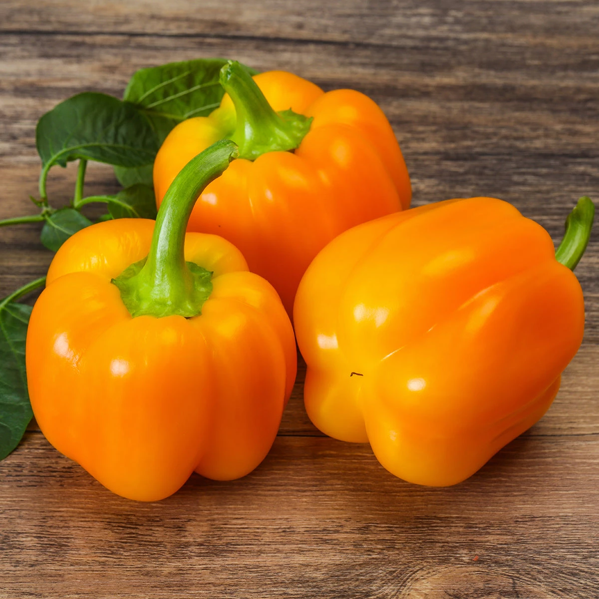 Steve & Leif Orange Bell Pepper Seeds 5 Steve & Leif Orange Bell Pepper Seeds