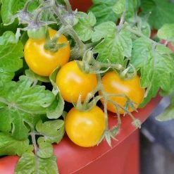 Steve & Leif Yellow Tiny Tim Tomato Seeds Gardening Supplies