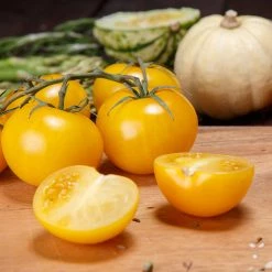 Steve & Leif Golden Yellow Tomato Seeds Gardening Supplies