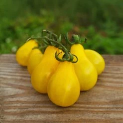 Steve & Leif Yellow Pear Tomato Seeds Gardening Supplies