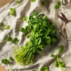 Steve & Leif Coriander Seeds Gardening Supplies