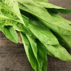 Steve & Leif Gardening Supplies Indian Lettuce Seeds