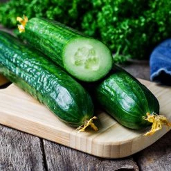 Steve & Leif Gardening Supplies Holland Cucumber Seeds