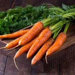 Steve & Leif Carrot Seeds