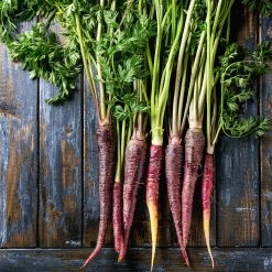 Steve & Leif Purple Carrot Seeds