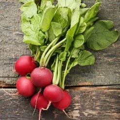 Steve & Leif Cherry Belle Radish Seeds Gardening Supplies