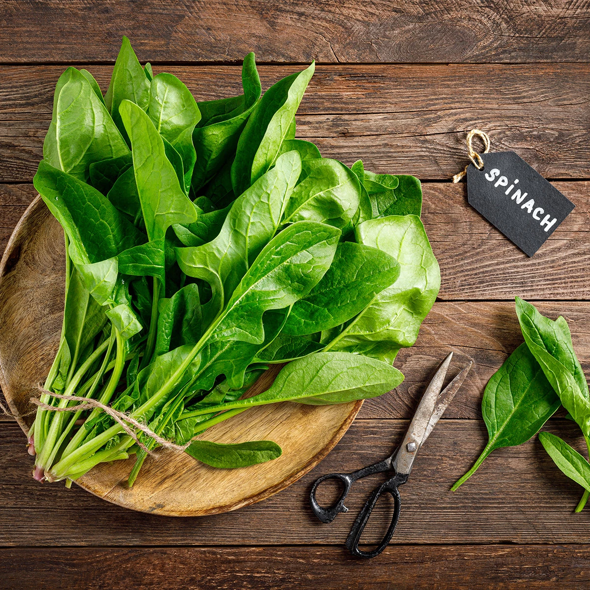 Steve & Leif Spinach Seeds Gardening Supplies 5 Steve & Leif Spinach Seeds Gardening Supplies