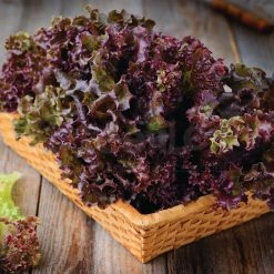Steve & Leif Red Garden Lettuce Seeds Gardening Supplies