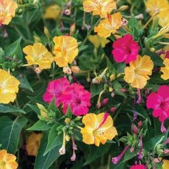 Steve & Leif Multicoloured Four-O'clock Seeds