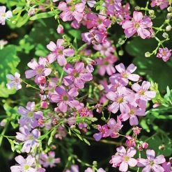 Steve & Leif Pink Chalk Plant Seeds Gardening Supplies