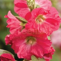 Steve & Leif Hollyhock Seeds