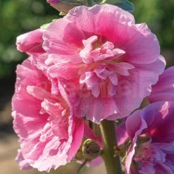 Steve & Leif Pink Hollyhock Seeds Gardening Supplies