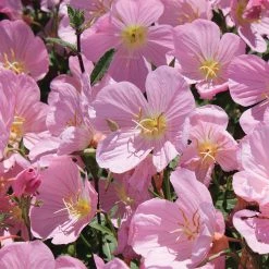 Steve & Leif Fragrant Evening Primrose Seeds
