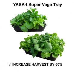Baba Leafy Vegetable Bundle Pack [Limited Stocks!]