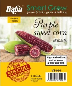 Baba VE-064 Purple Sweet Corn Seeds (~10 Seeds)