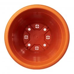 Baba Okra Bundle Pack [Limited Stocks!]