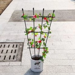 Steve & Leif Gardening Supplies DIY Gardening Fan Trellis Plant Support Ladder (90cm)