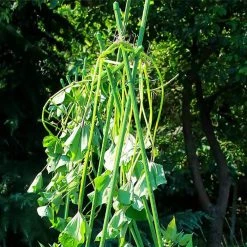 Steve & Leif DIY Gardening Plant Support Stake