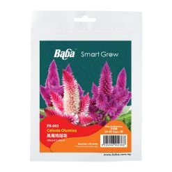 Baba Celosia Olumisa Seeds