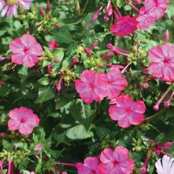 Steve & Leif Purple Four-O'clock Seeds Gardening Supplies