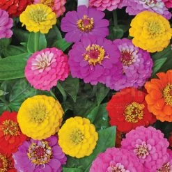 Steve & Leif Zinnia Elegans Seeds Gardening Supplies