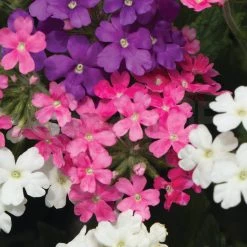 Steve & Leif Verbena Seeds Gardening Supplies