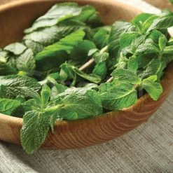 Steve & Leif Lemon Balm Seeds