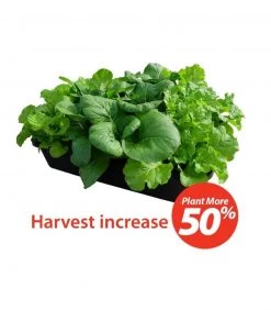 Baba Leafy Vegetable Bundle Pack [Limited Stocks!]