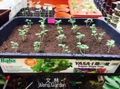 Baba Leafy Vegetable Bundle Pack [Limited Stocks!]