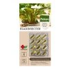 Pokon Bio-Leaf Insect Capsules (12 Pieces)